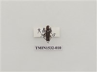 藏品(菊虎科)的圖片